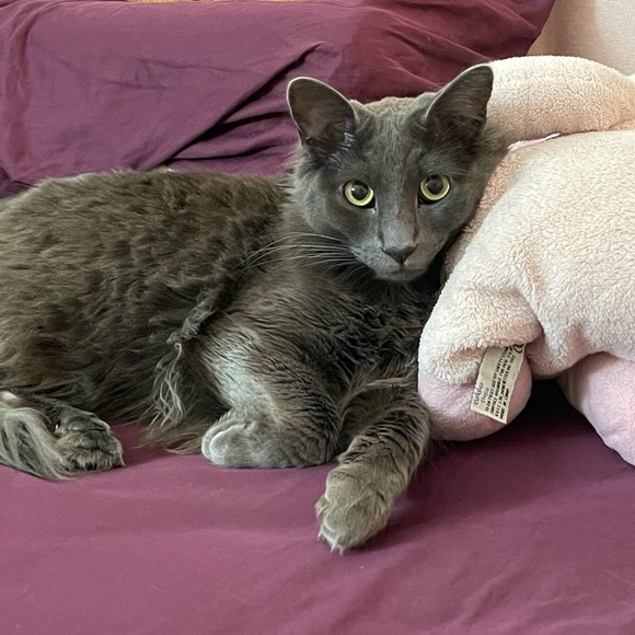 Meet your Posher, Joy - Picture 1 of 1